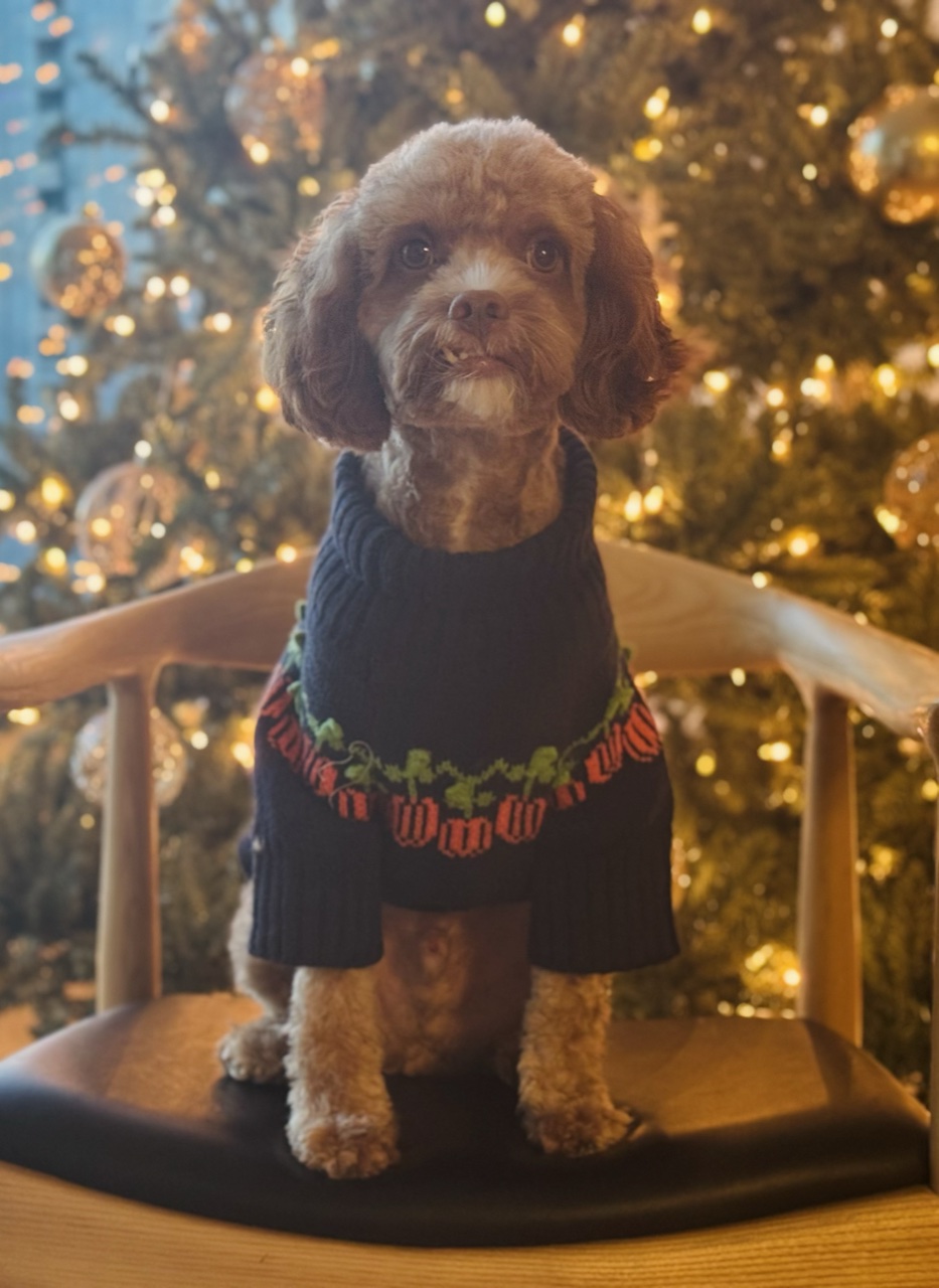 Brownie the dog